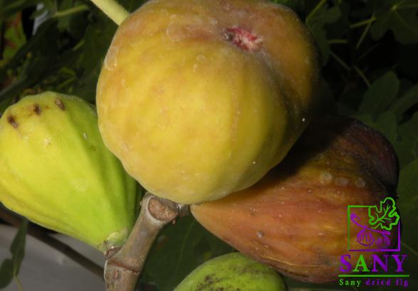 بیع و شراء التین ذهبی بـأنواعه